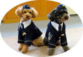 国内初！小型警察犬カリンとフーガ